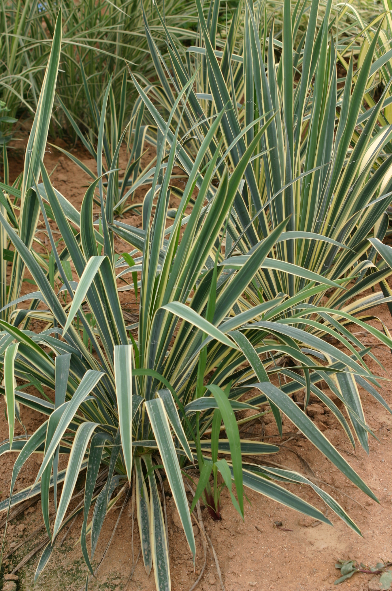 Yucca filamentosa 'Bright Edge'